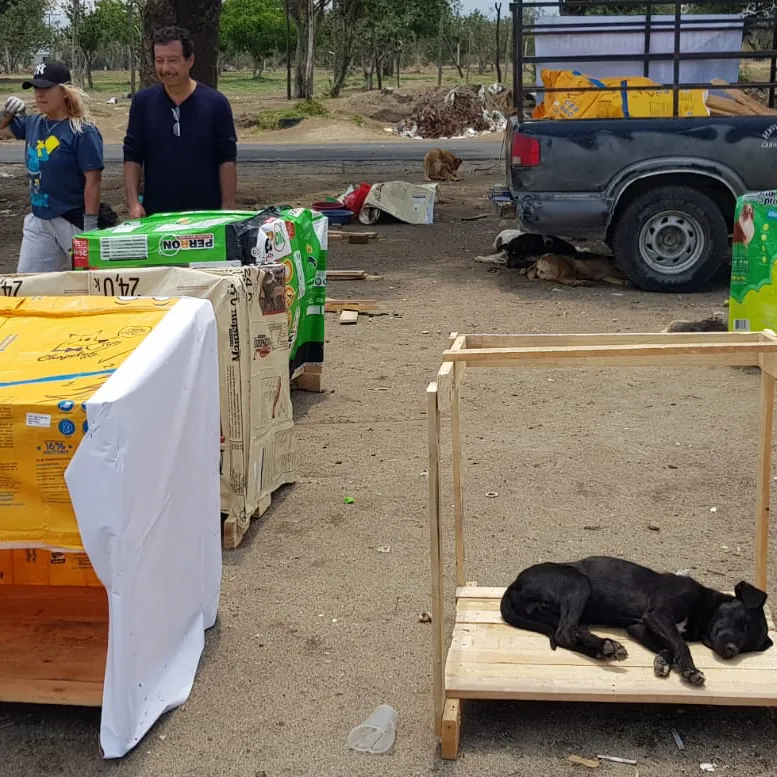 Construimos casitas para perros