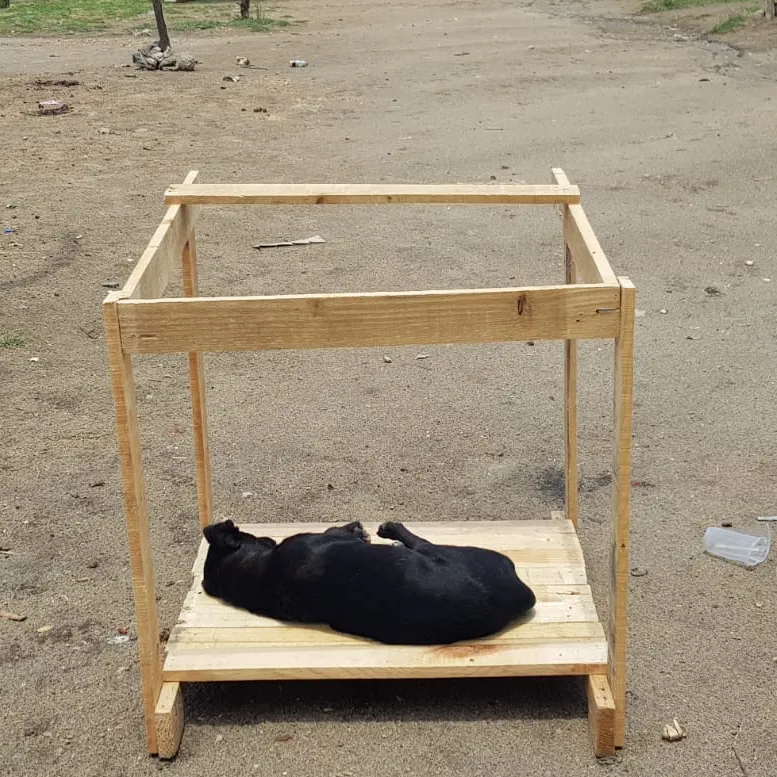 Construimos casitas para perros