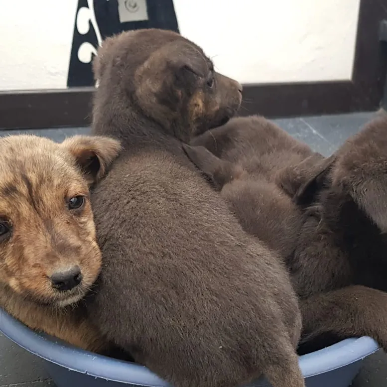 Rescatamos Perros Cachorros