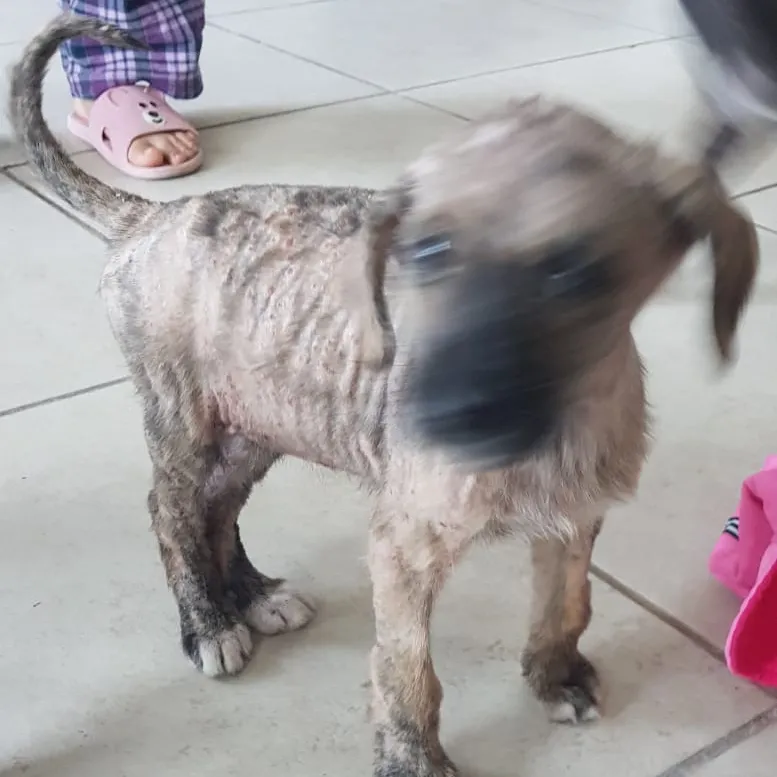 Rescatamos Perros Cachorros