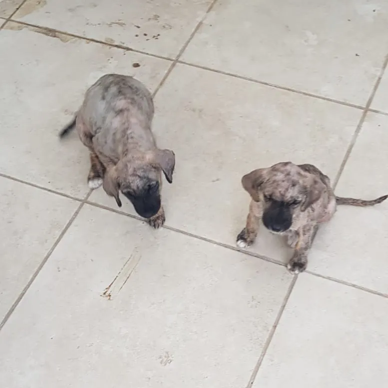 Rescatamos Perros Cachorros