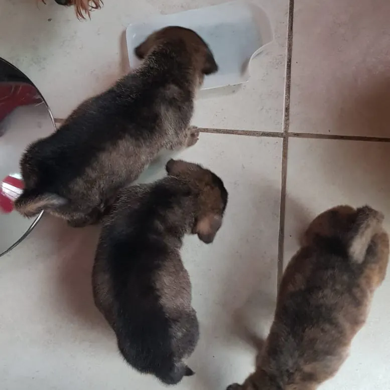 Rescatamos Perros Cachorros