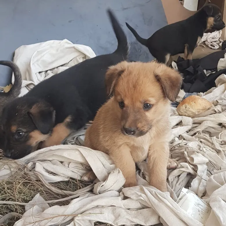Rescatamos Perros Cachorros