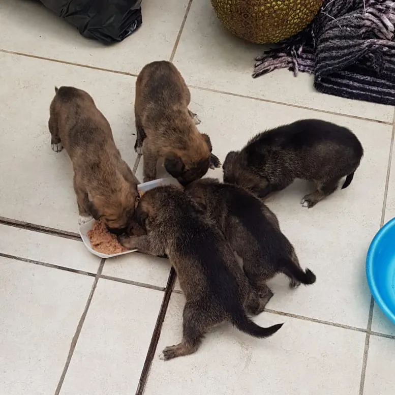 Rescatamos Perros Cachorros