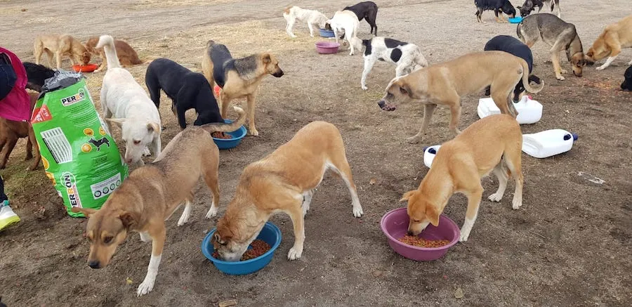 Alimementamos, desparasitamos y estelirizamos a cientos de perros