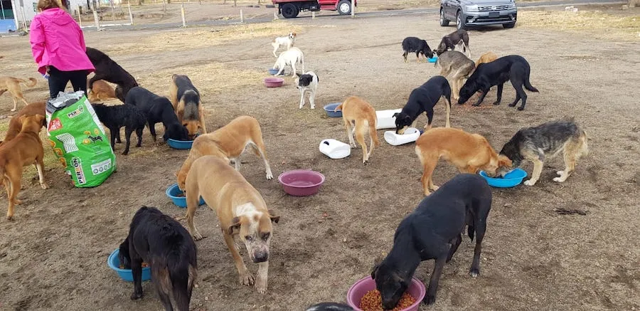Alimementamos, desparasitamos y estelirizamos a cientos de perros
