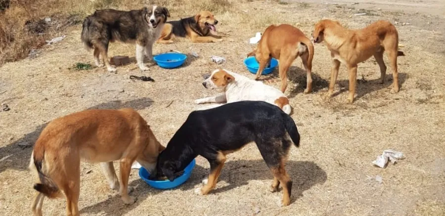 Alimementamos, desparasitamos y estelirizamos a cientos de perros